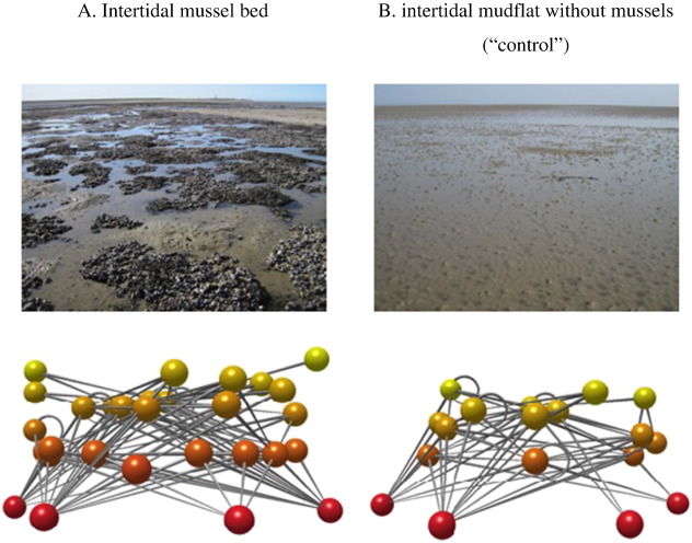 Food webs of (A) intertidal mussel beds and (B) intertidal mudflats without mussel beds (“control”). The food web of a mudflat without mussel bed is typically simpler. Nodes represent species and lines links between species if a species is included in the diet of the species higher up in the food web. Node colors changes from red (basal species) to yellow with increasing trophic level. Note that the food web on mussel beds has a higher species richness (# nodes), link density (lines per node; L/S), but not a higher trophic level of top predators (node color). See Table 2 and Table A.2 for averages and statistics.