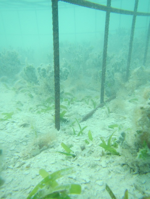 Grazed Thalassia testudinum in and outside cages at the start of our experiment