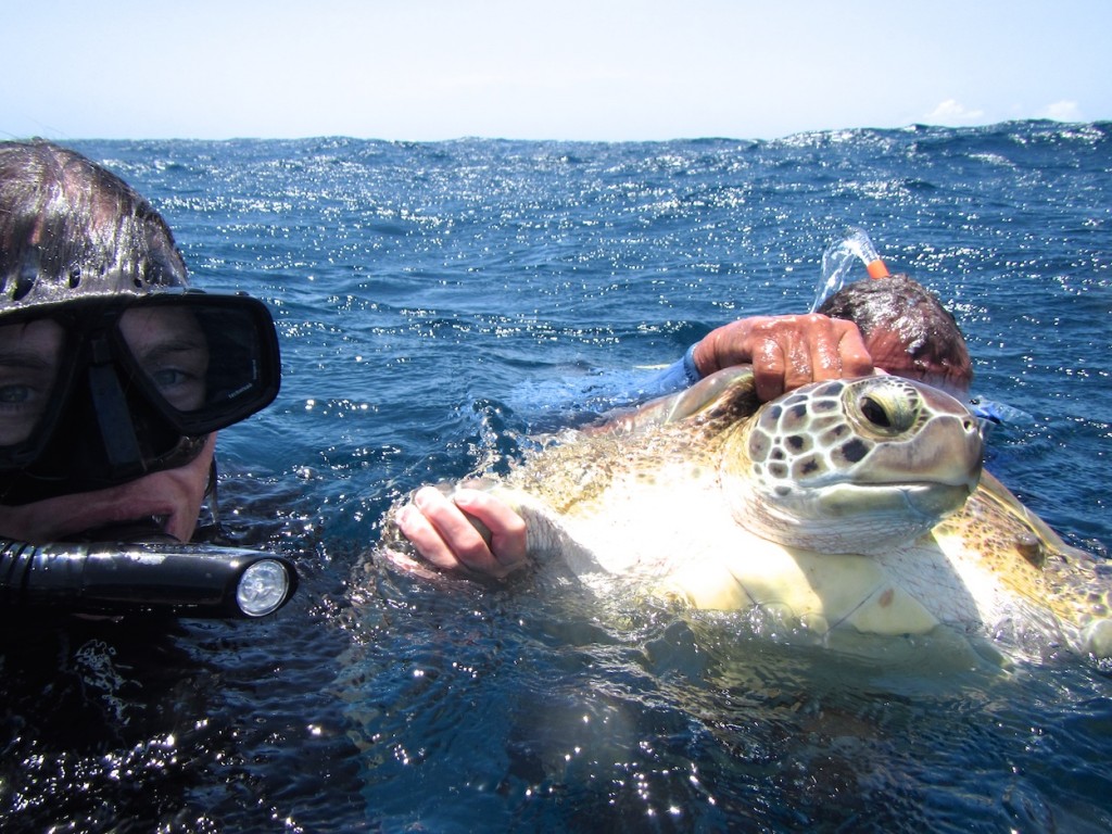 This turtle has just been capured by Funchi while it was resting on the reef at 10 m deep. Waiting for the boat in rough seas.