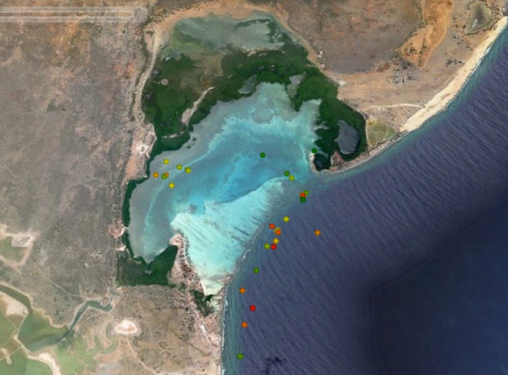 GPS locations of a sub-adult green turtle in Lac Bay Bonaire. The turtle grazes in the bay, and sleeps predominantly on the reef.