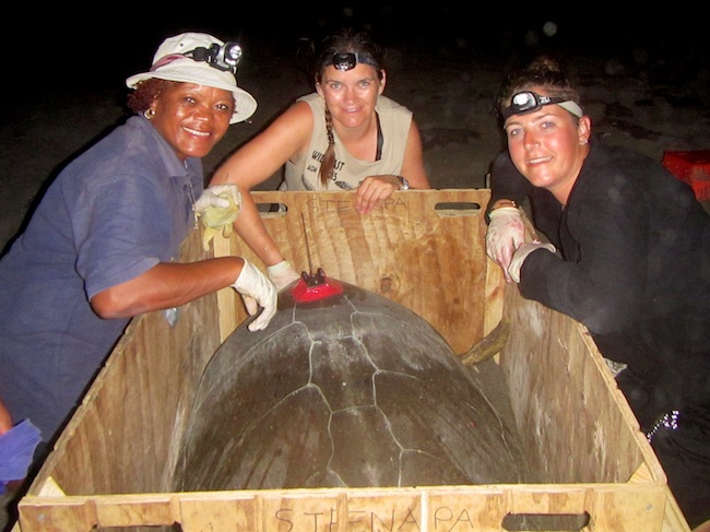 At night Jessica (left, STENAPA) is placing her first satellite transmitter on a turtle together with Fionne (right, student at Wageningen University)