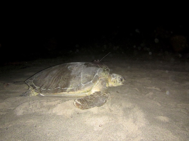 Back to the sea. Adult female green turtle on Zeelandia Beach St. Eustatius ready to rest after 1.5 hr of satellite tag processing.