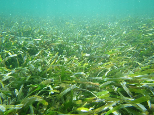 Ungrazed Thalassia testudinum meadow in Lac Bay Bonaire