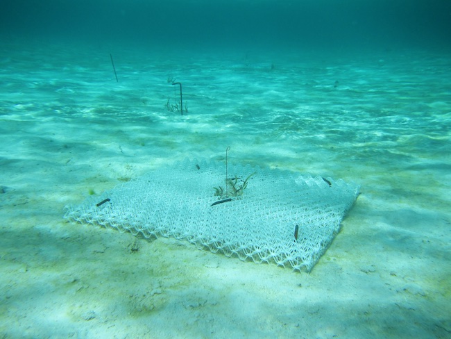 Set-up of BESE for seagrass restoration Lac Bay, Bonaire