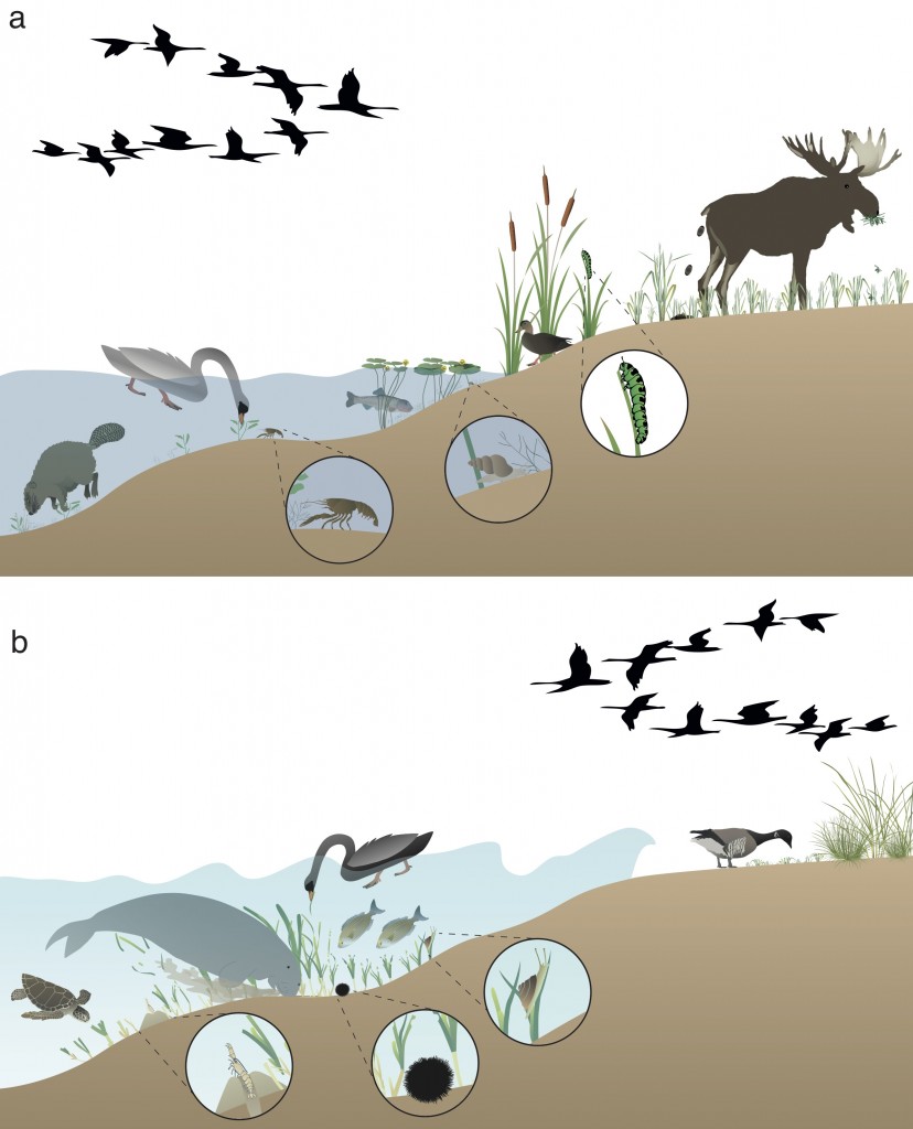 Synthesizing scheme indicating the effects of herbivores on macrophyte beds and the functioning of shallow freshwater (a) and marine (b) aquatic ecosystems. Herbivores affect plant abundance and species composition by grazing and bioturbation. Their presence alters biogeochemical cycling and primary production, they transport nutrients and propagules across ecosystem boundaries, modify habitat for other organisms and affect the level of shoreline protection by macrophyte beds.