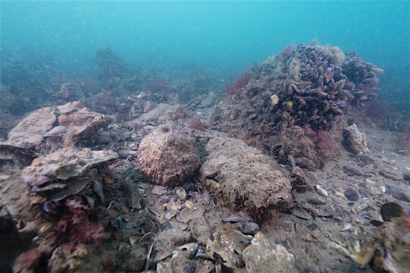 Return of the native oyster facilitated by the invasive Pacific Oyster