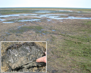 Seagrass research paper
