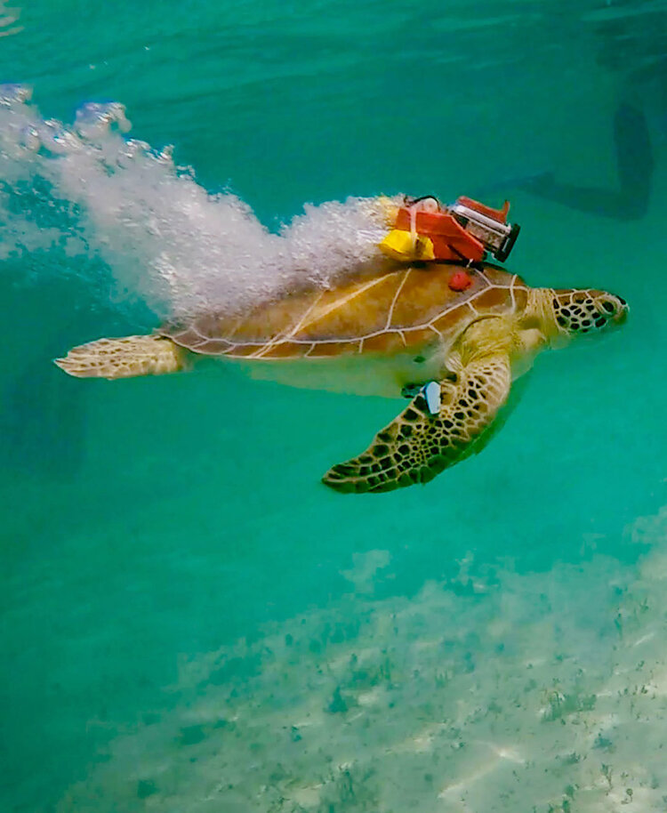 Turtle cams & seagrass experiments in the Bahamas & Bonaire Marjolijn