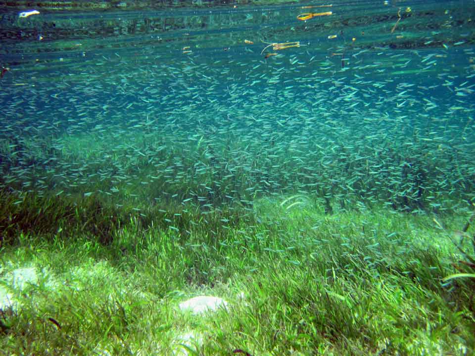 Seagrass restoration methods picture