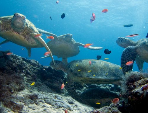 Loads of turtles around Semporna!