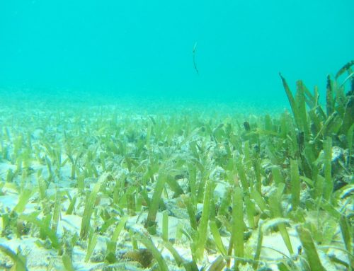 Experiment on (invasive) seagrass & turtle grazing, Bonaire