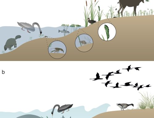 New! Review on herbivory on freshwater & marine macrophytes