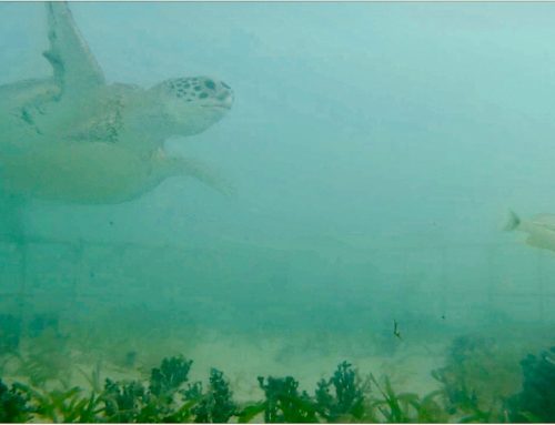 Megaherbivores may impact expansion of invasive seagrass in the Caribbean: our paper in Journal of Ecology
