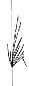 Marsh grass