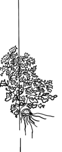 Sargassum zijlijn