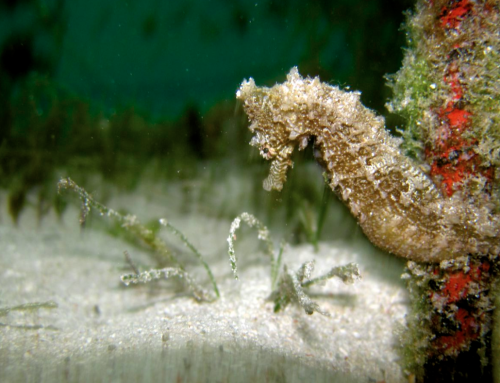 Seagrass Fauna part 2