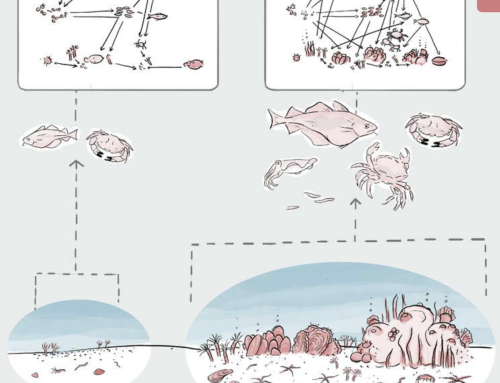 Subtidal reefs in temparate seas increase food web complexity and ecosystem stability