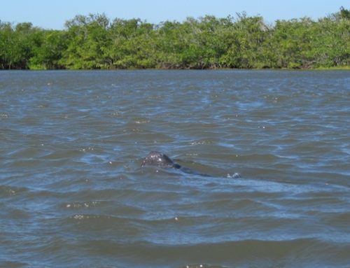 CERF fieldwork trip: Manatee!