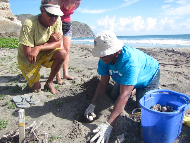 Turtle nests that are expected to be washed away after beach erosion are translocated to higher grounds closely.