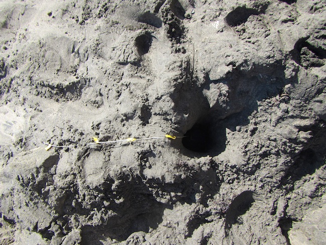 Temperature logger, ready to be buried. 