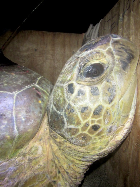 She was very big and quit. Curved carapace length: 113 cm (approximately 150kg)