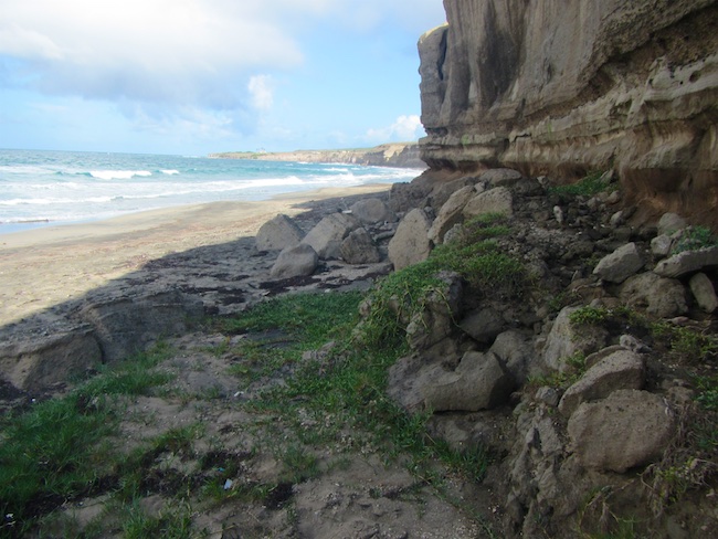Vegetation provides shading to some parts of the beach