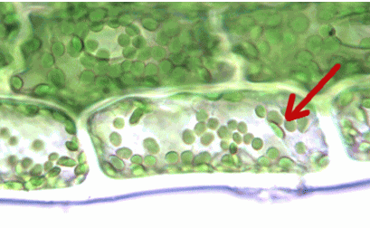 cytoplasmicstrand-movement-halophila-ovalis.gif