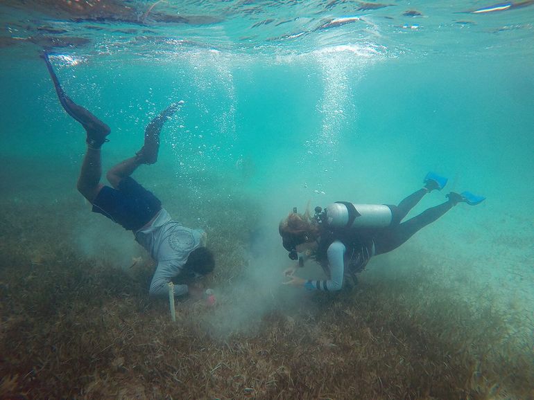 Fee Smulders en veldassistent verzamelen zeegras op Eleuthera