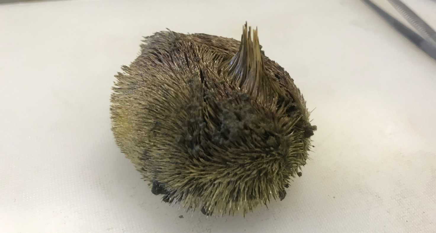 A heart sea urchin we found onto our samples from the box corer. This particular sea urchin normally lives buried in the sand and it is also called sea potato, for its resemblance to a small potato!