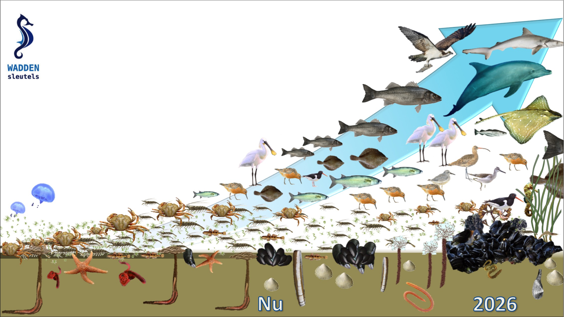 waddensea_foodweb